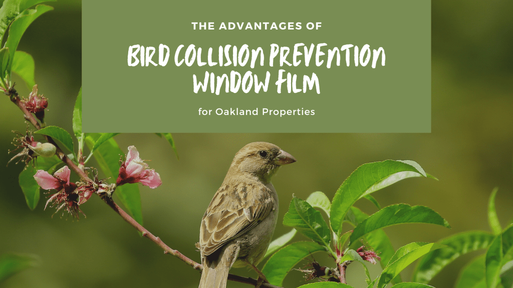 bird collision prevention window film oakland