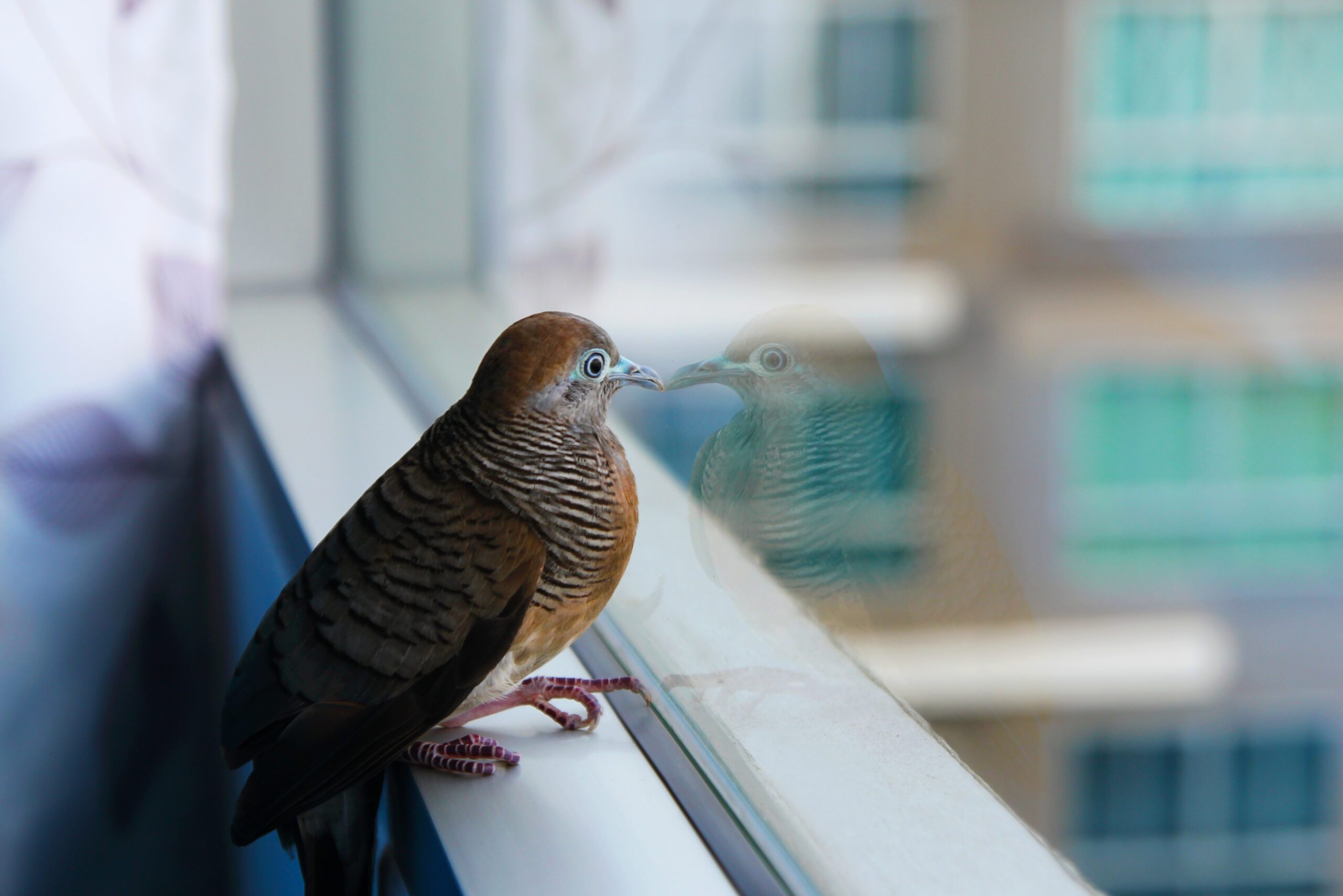 bird divert oakland windows